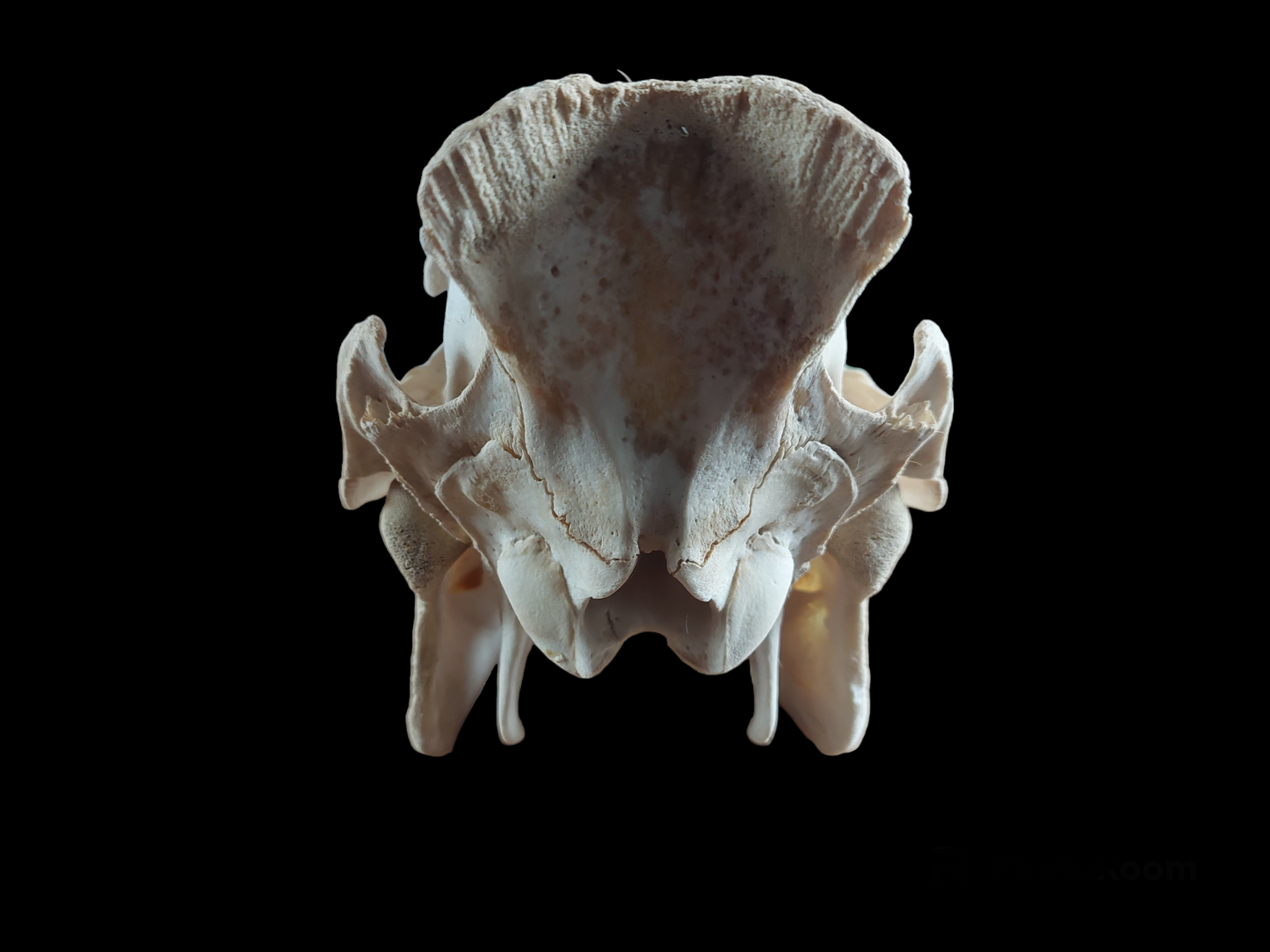 Wild boar skull, B-quality