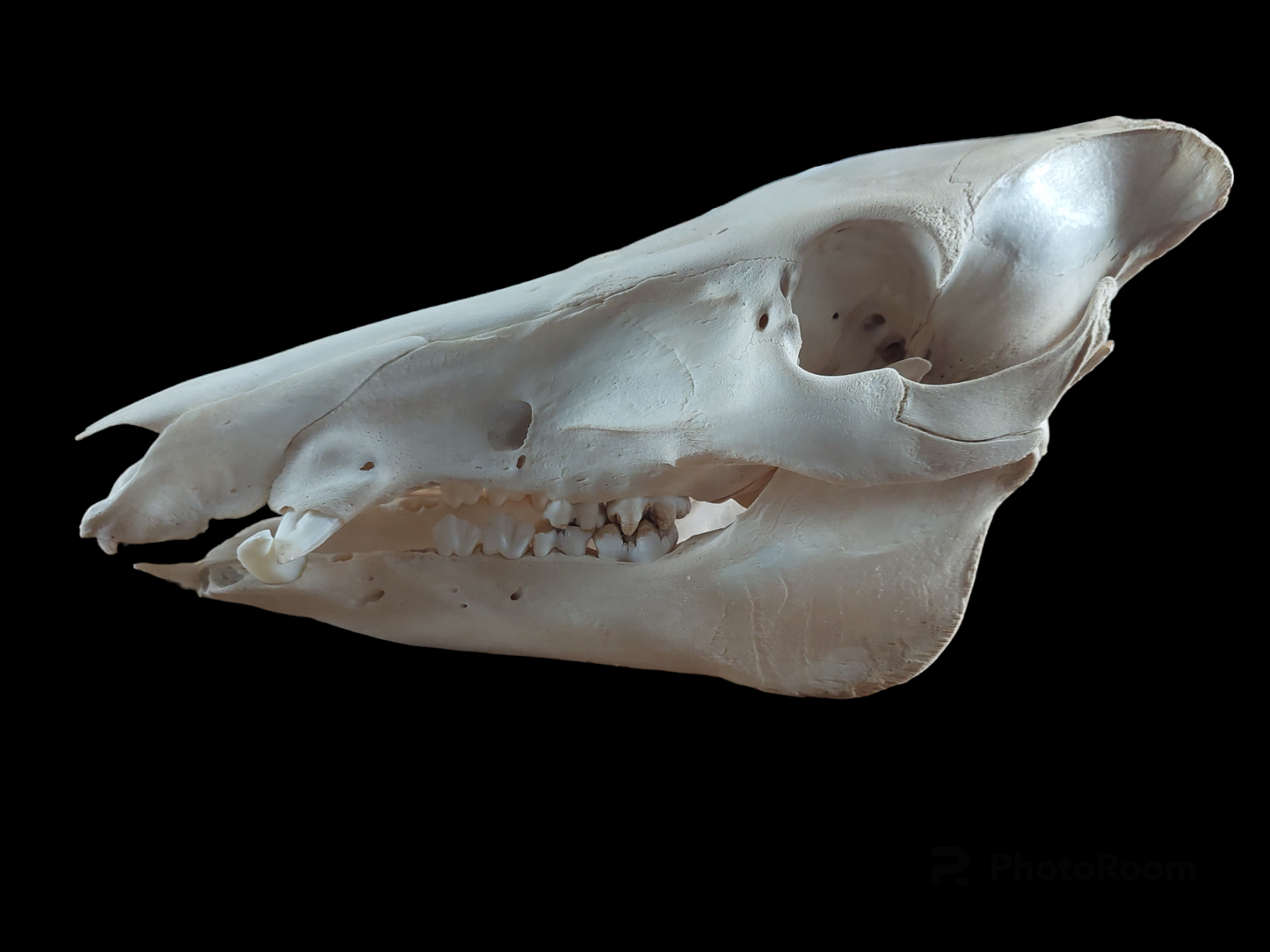 Wild boar skull, B-quality