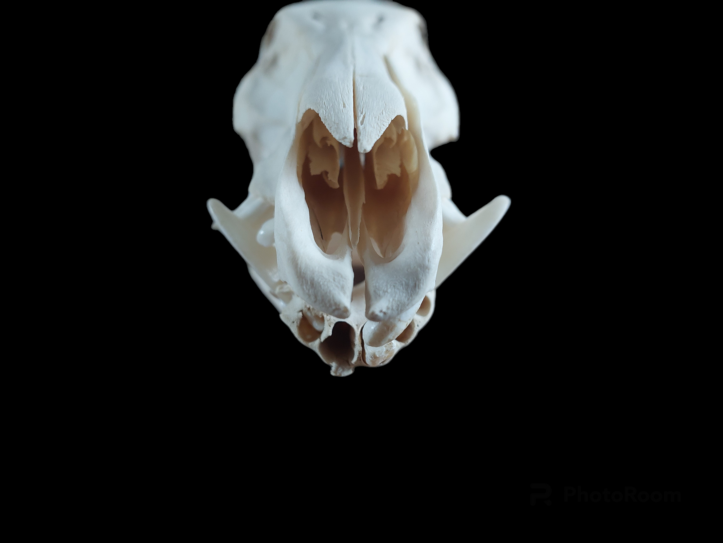 Wild boar skull, B-quality