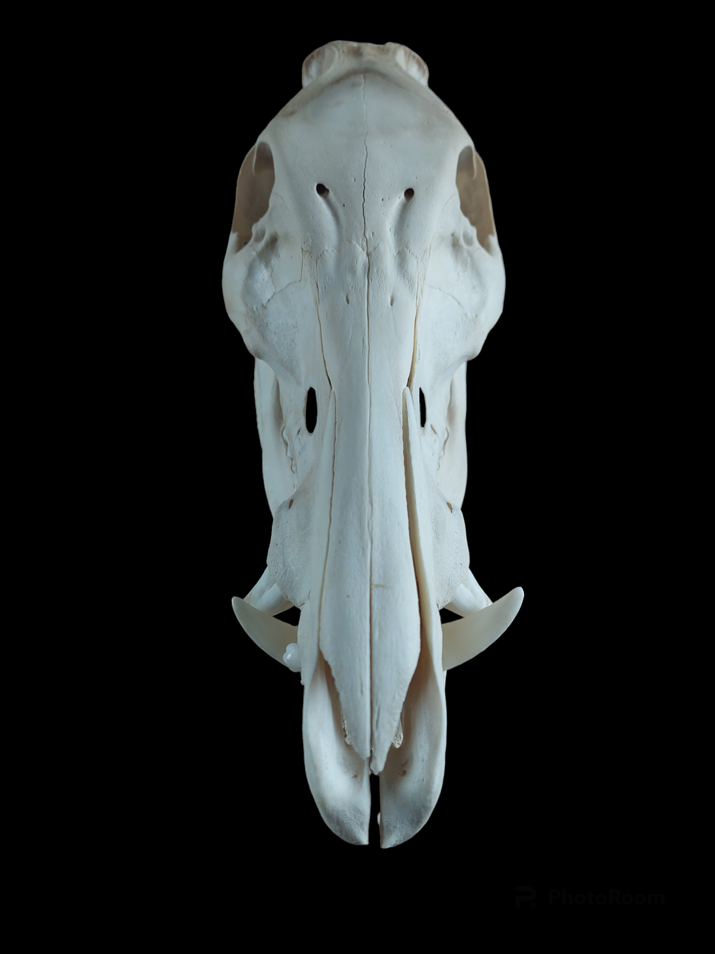 Wild boar skull, B-quality