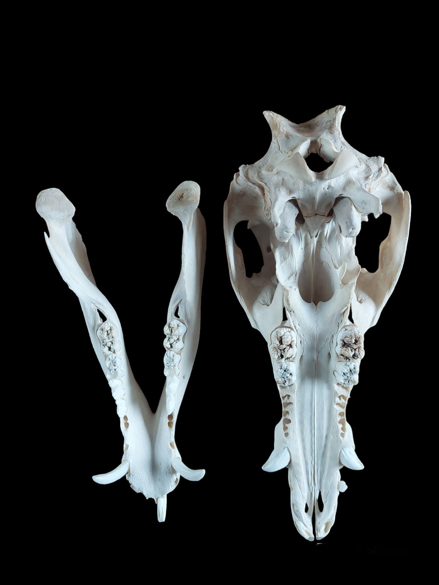 Wild boar skull, B-quality