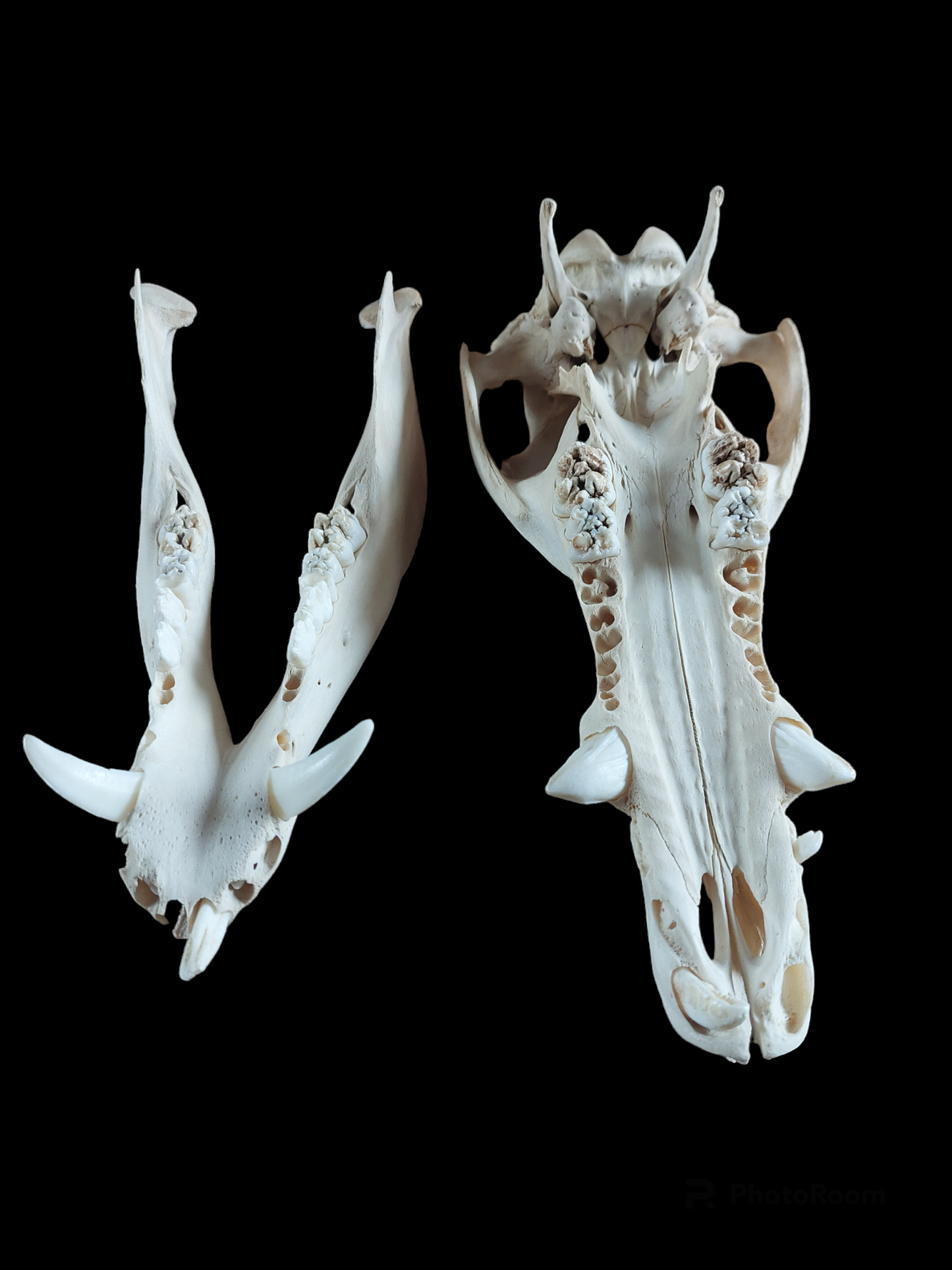 Wild boar skull, B-quality