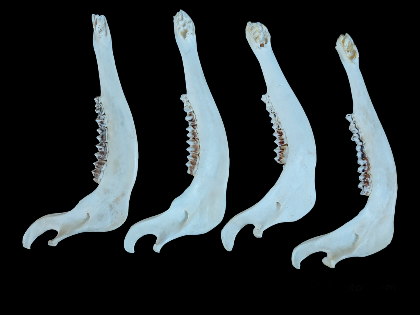 Red deer lower jaw, single