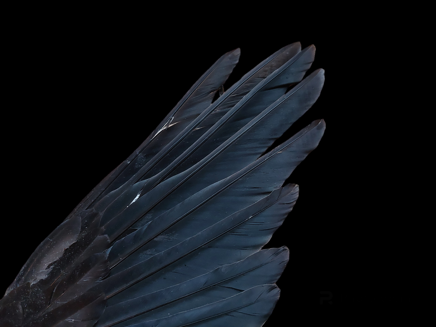 Crow set of wings #14