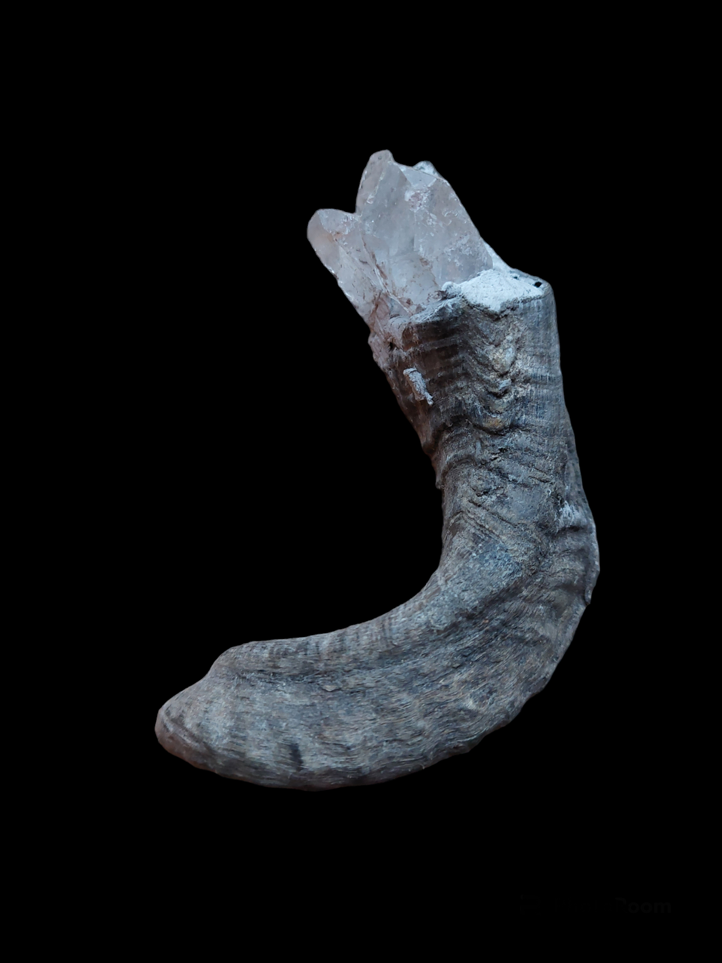 Nepalese shamanic horn stick #2