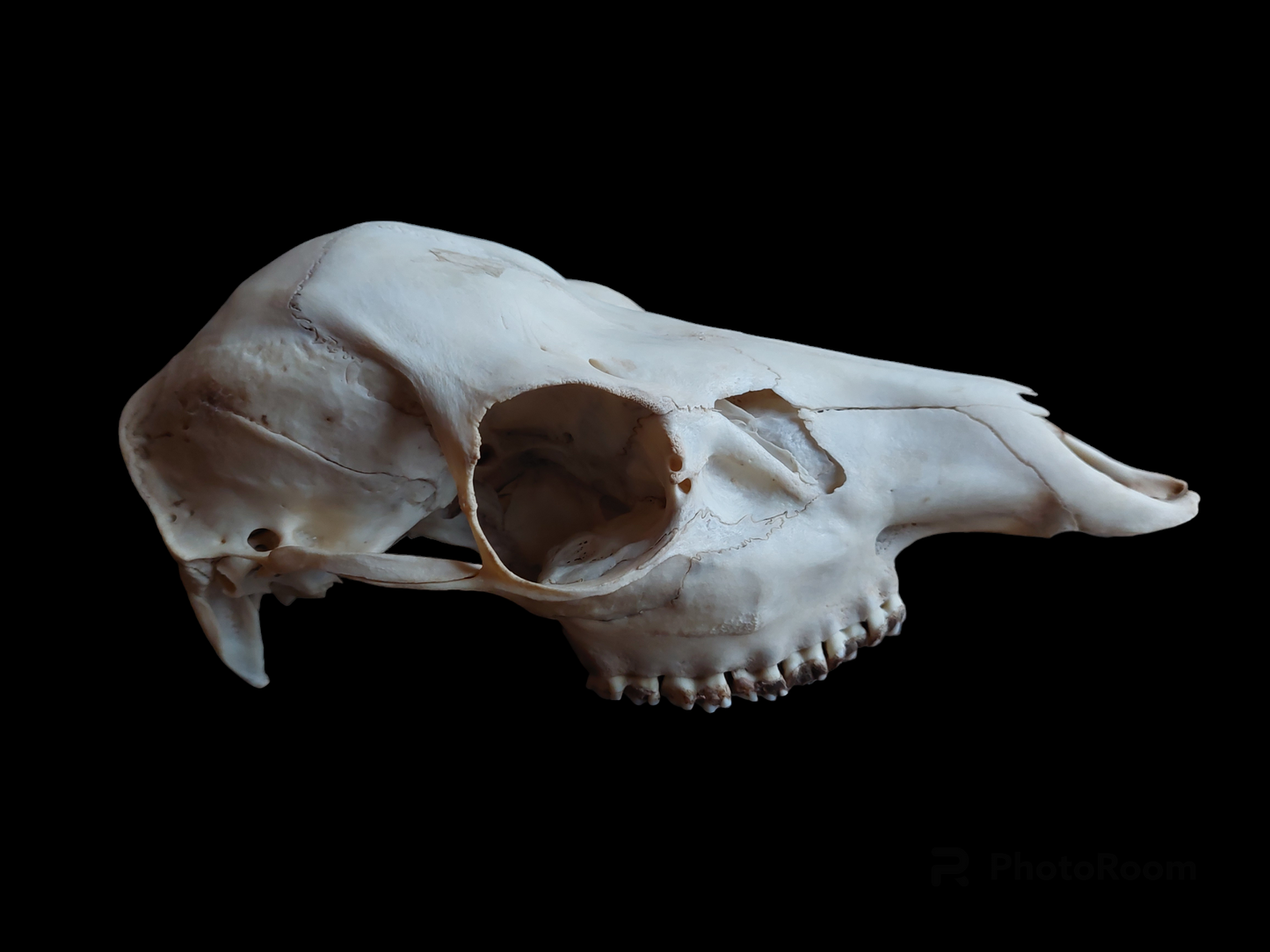 Sheep upper skull #2