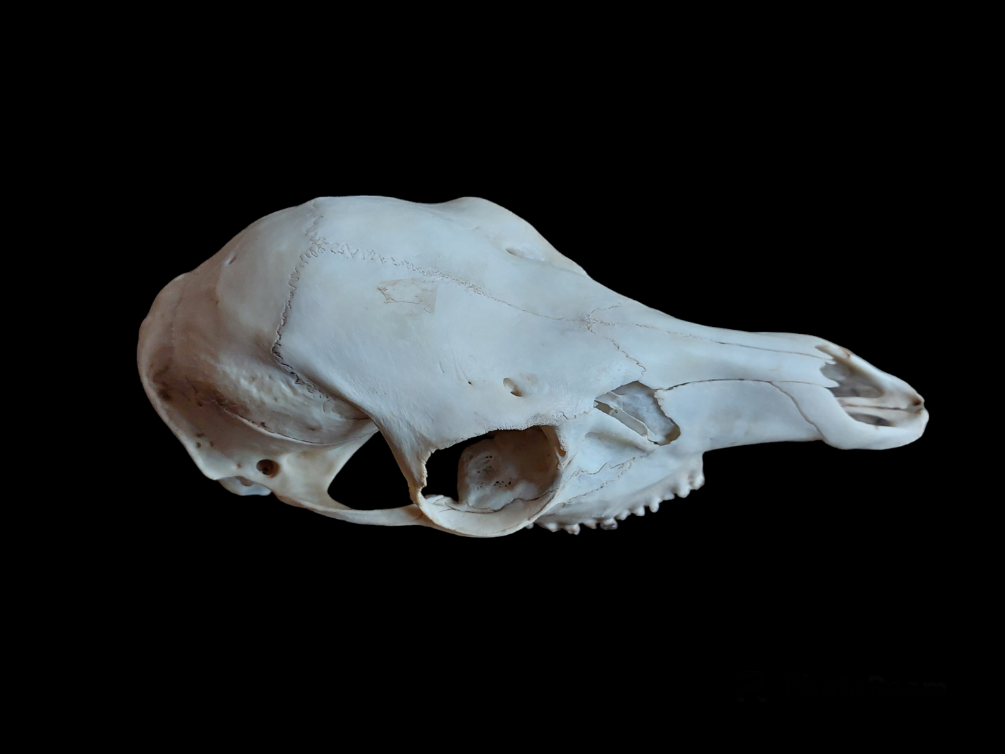 Sheep upper skull #2