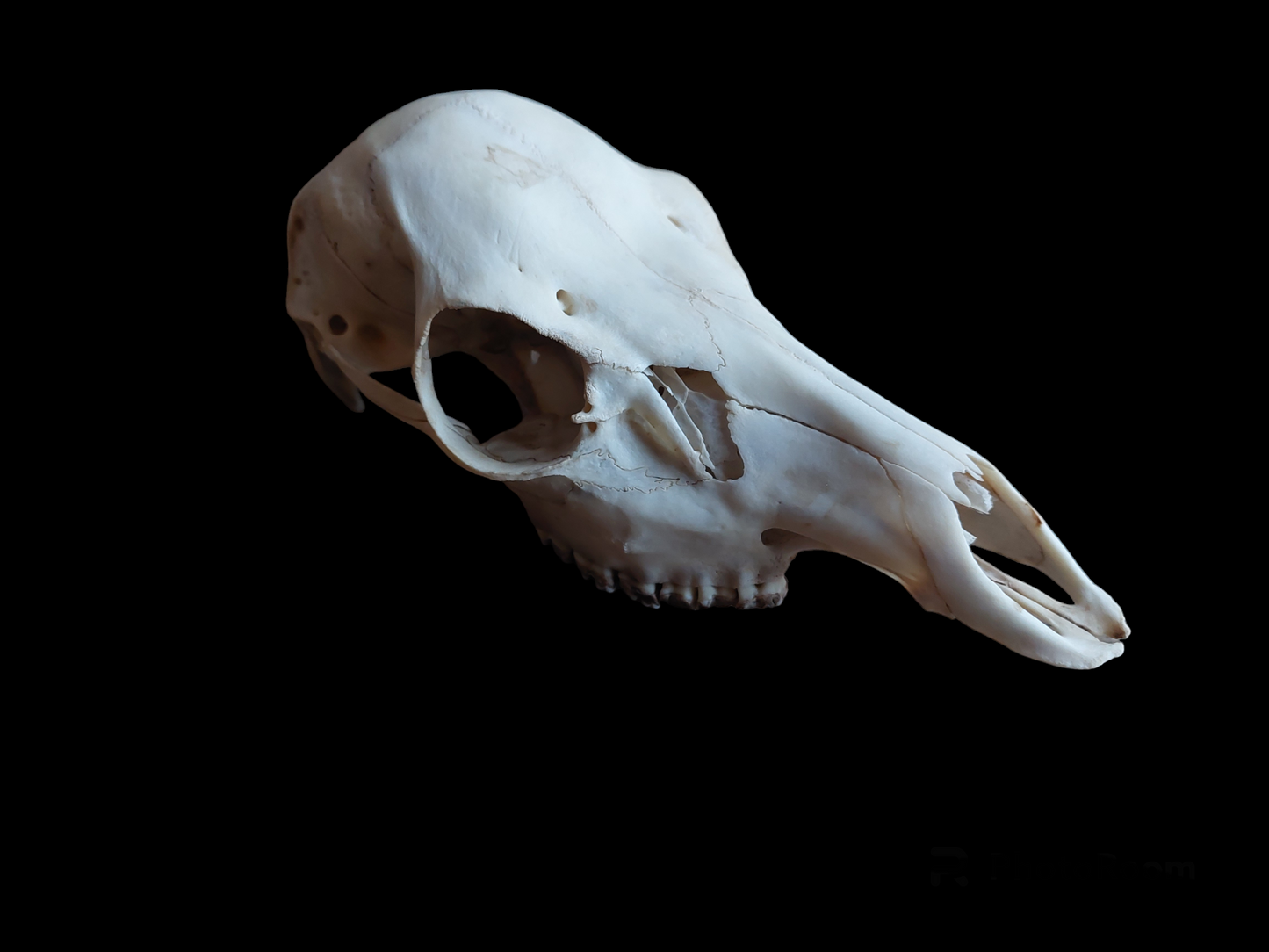 Sheep upper skull #2