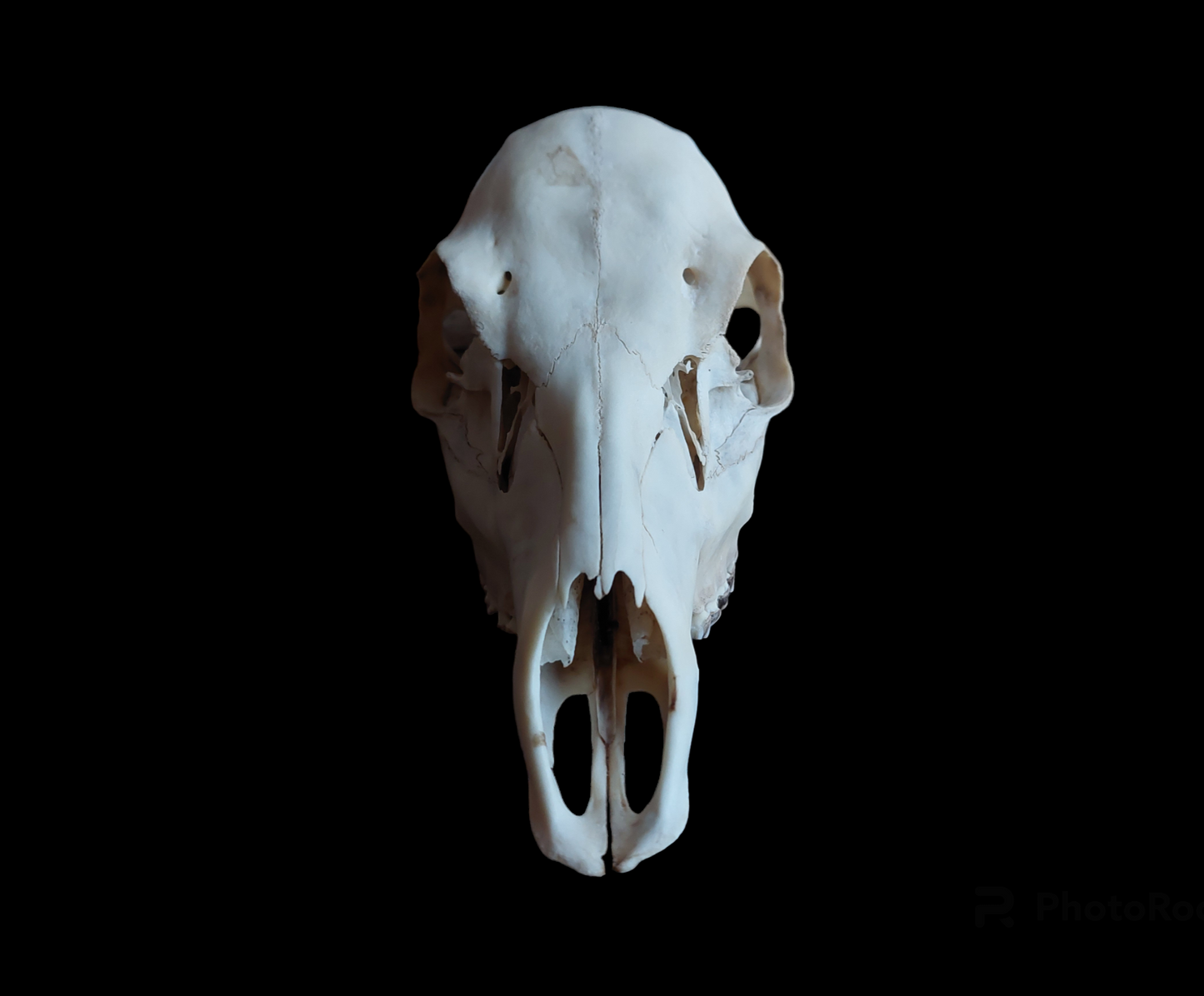 Sheep upper skull #2