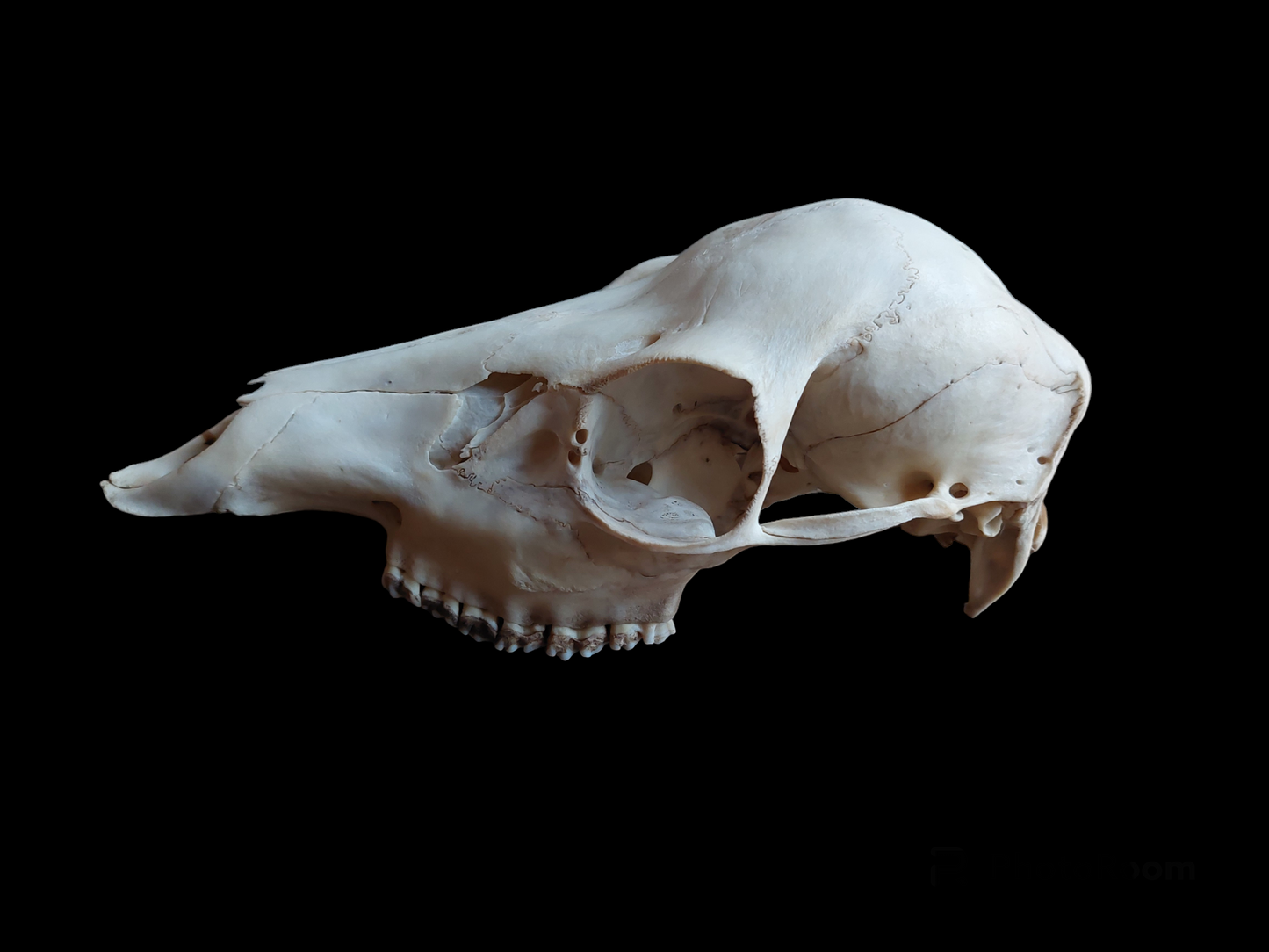 Sheep upper skull #2