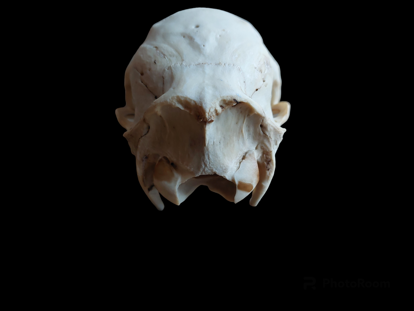 Sheep upper skull #2