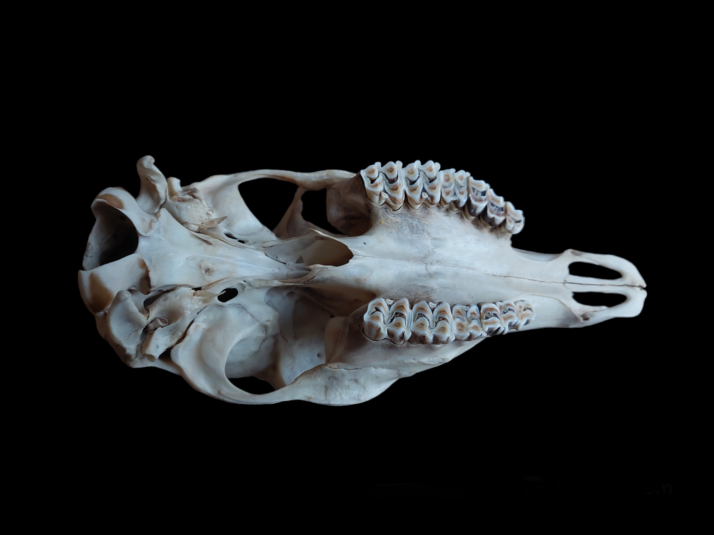 Sheep upper skull #2