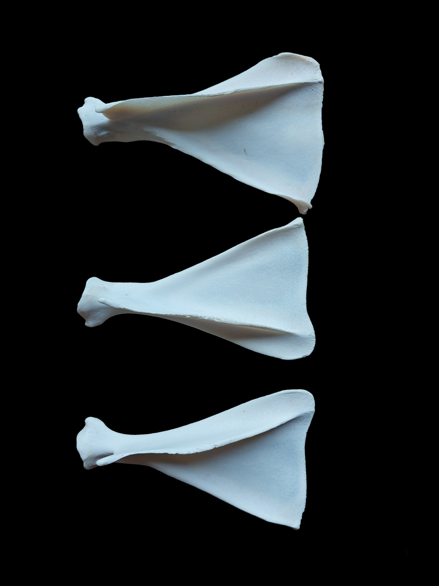 Roe deer scapula