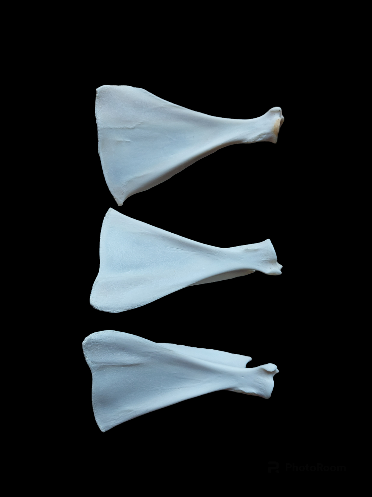 Roe deer scapula