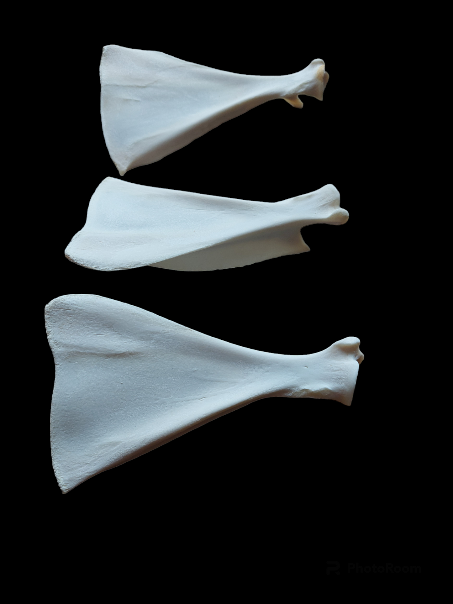 Roe deer scapula