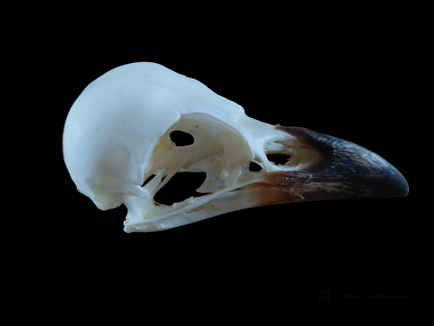 Crow skull #11, B-quality