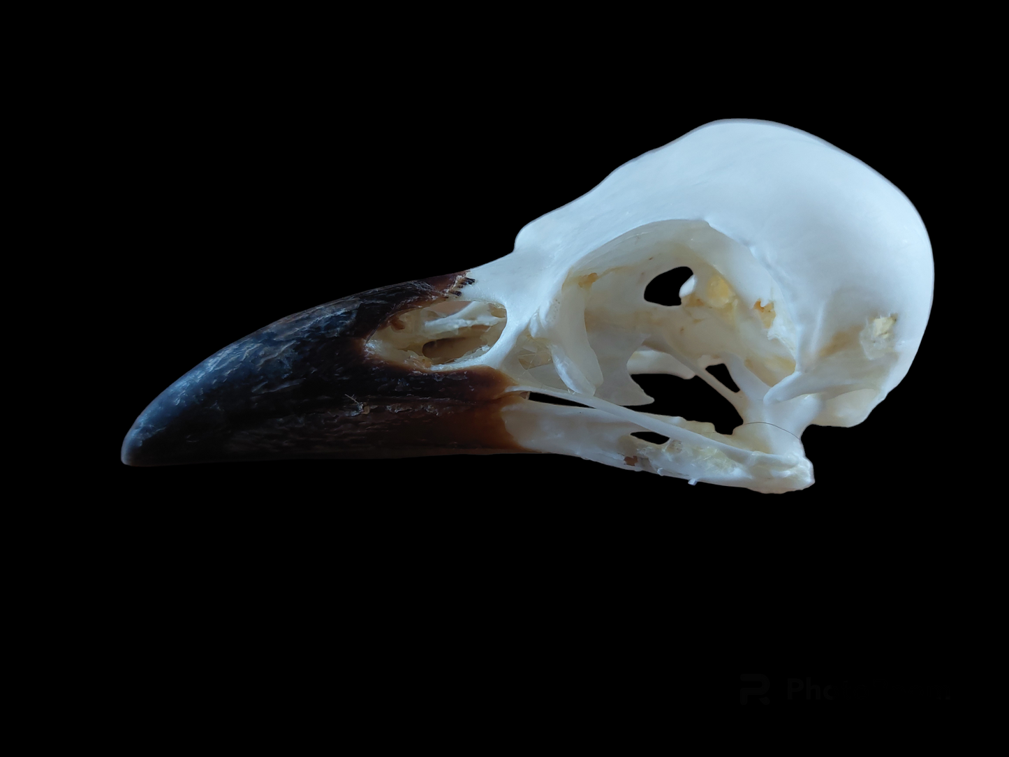 Crow skull #11, B-quality