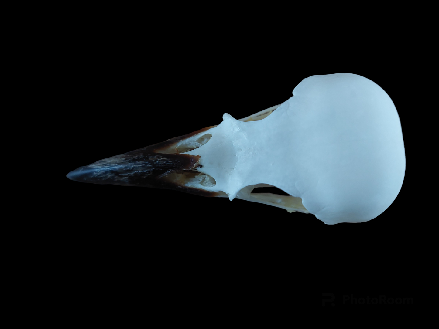 Crow skull #11, B-quality