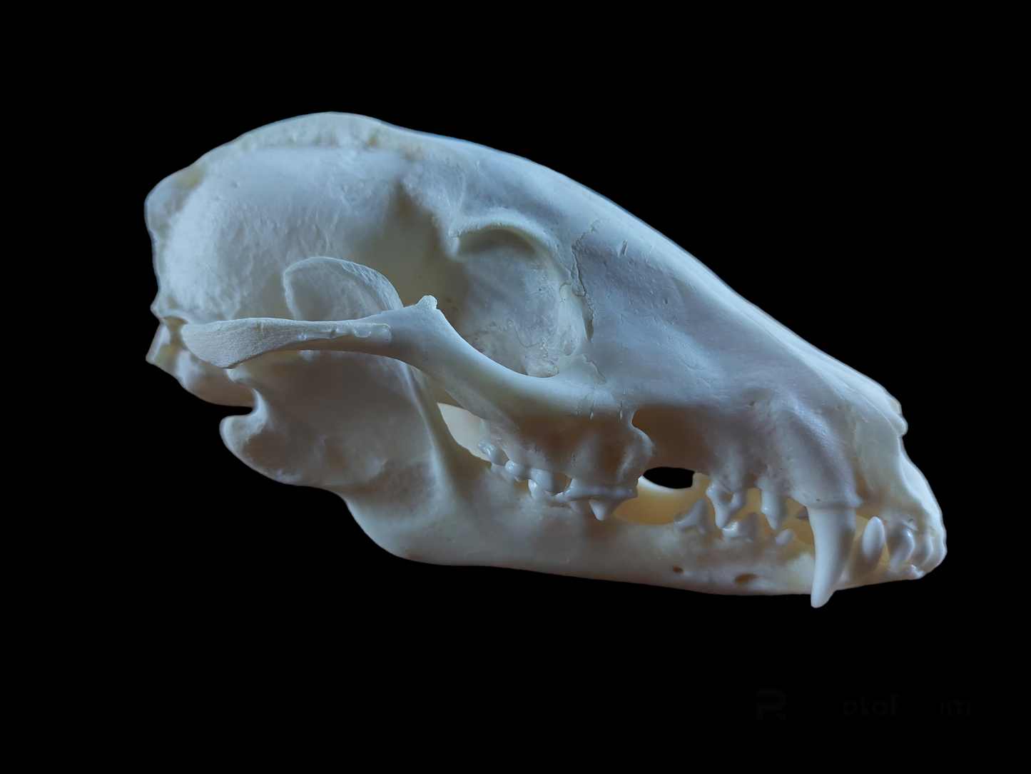 Raccoon dog skull