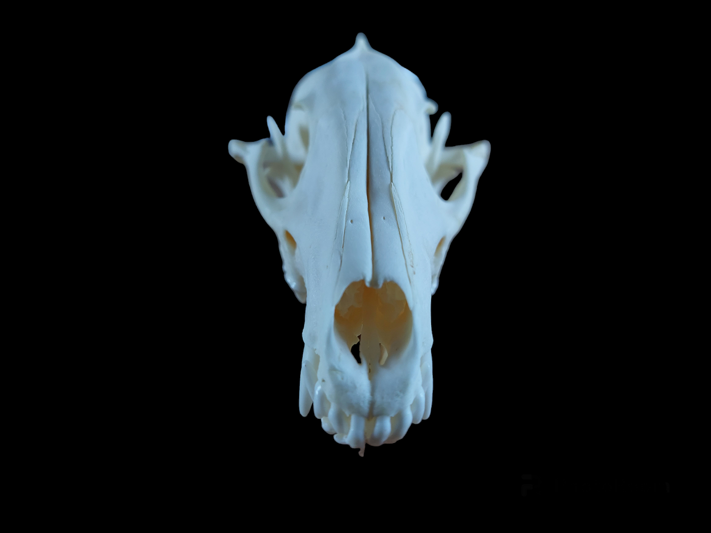 Raccoon dog skull