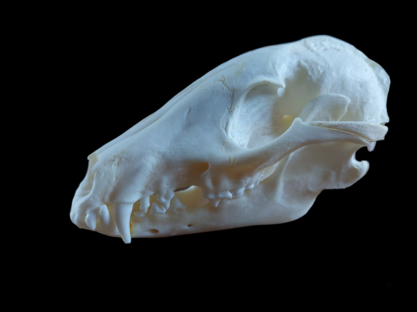 Raccoon dog skull