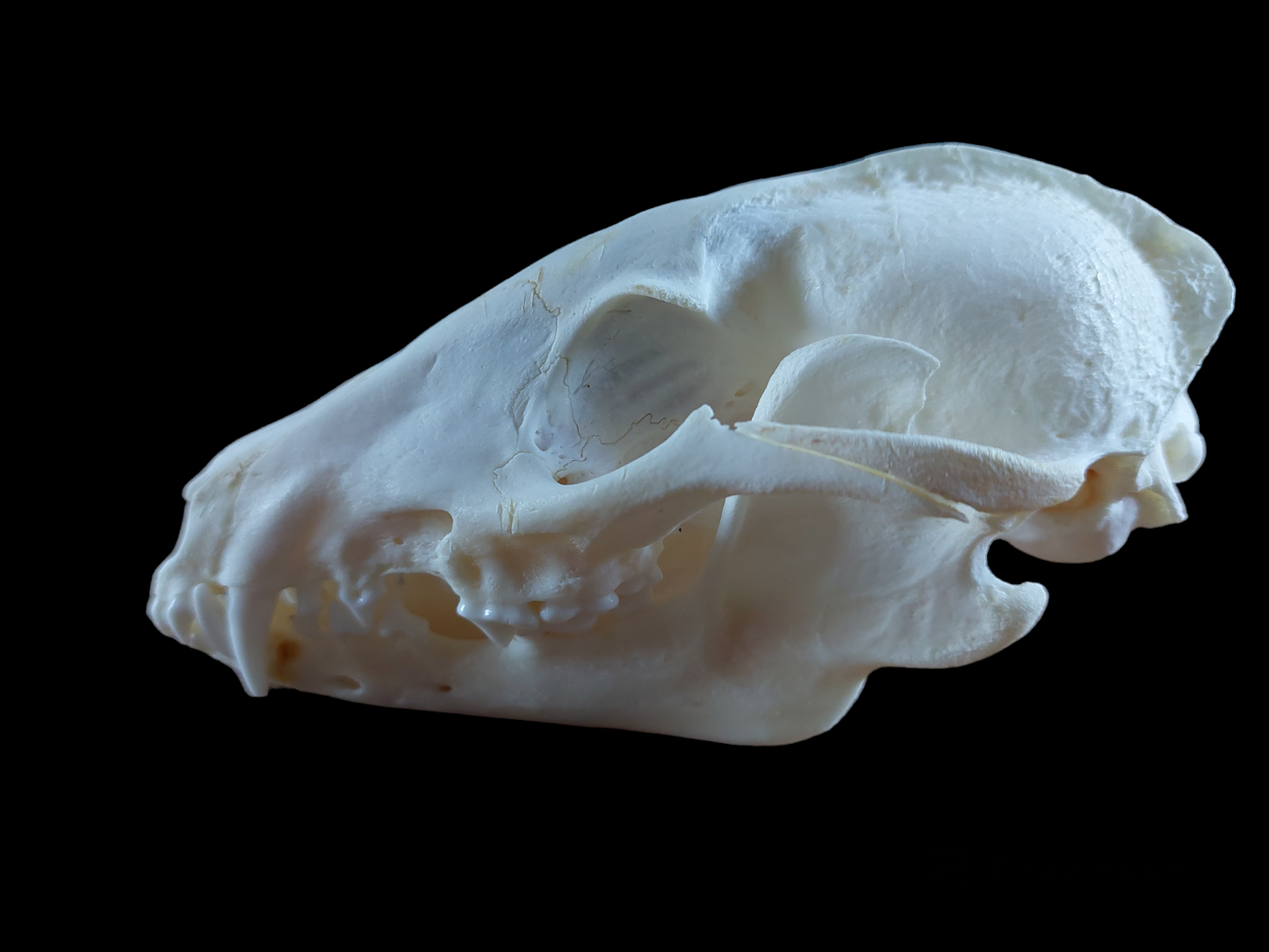 Raccoon dog skull