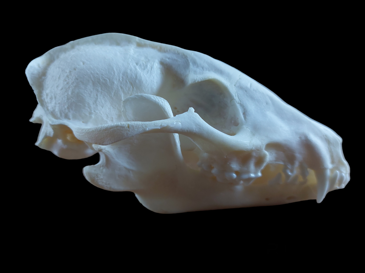 Raccoon dog skull