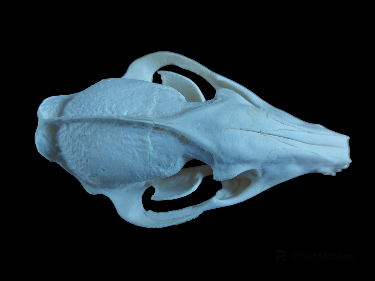 Raccoon dog skull