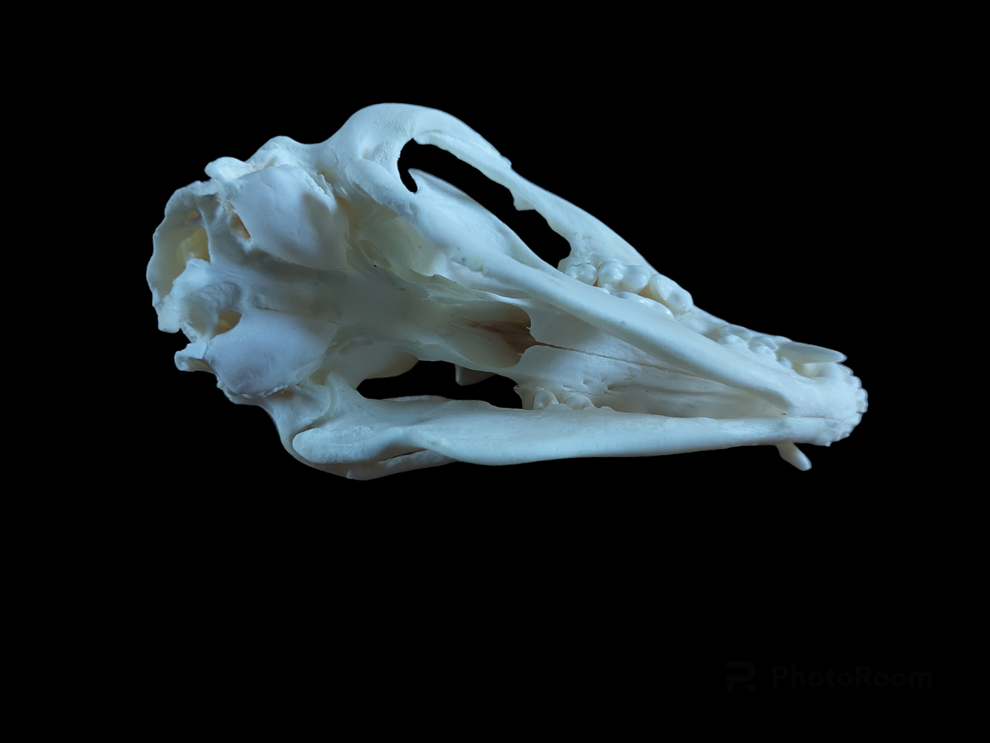 Raccoon dog skull