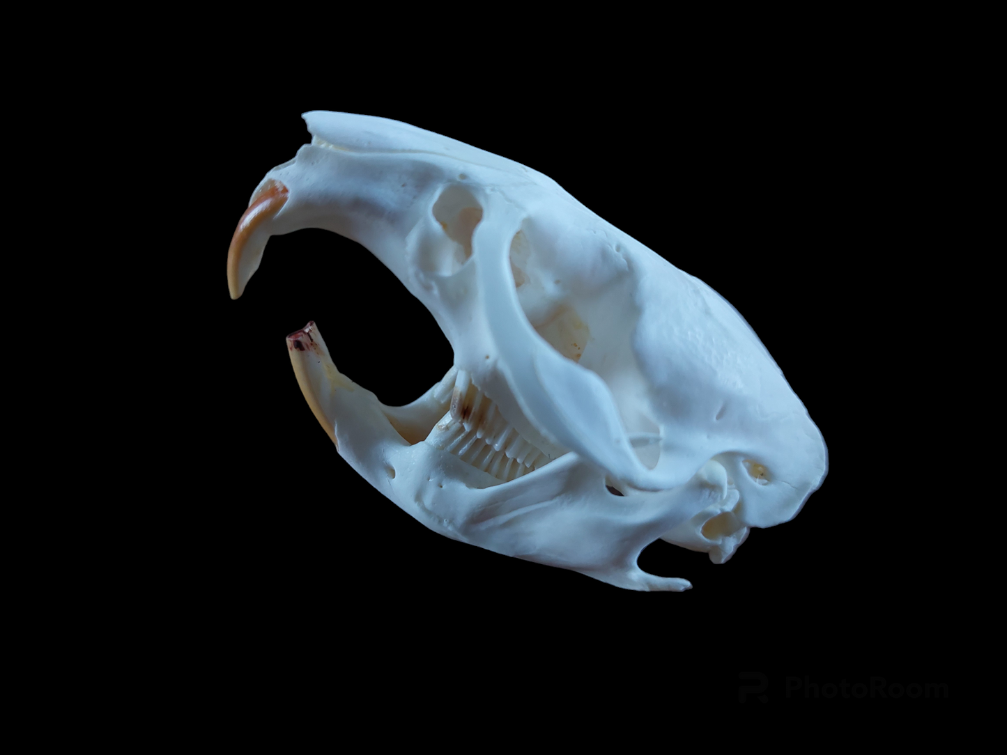 Musk rat skull #2