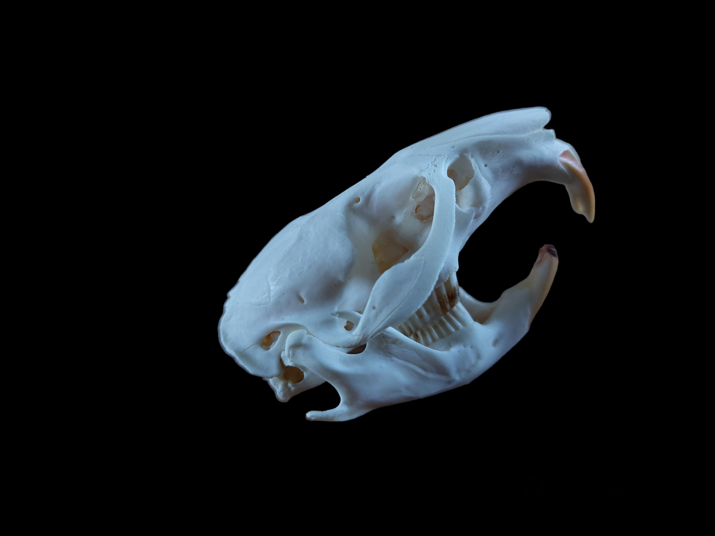 Musk rat skull #2