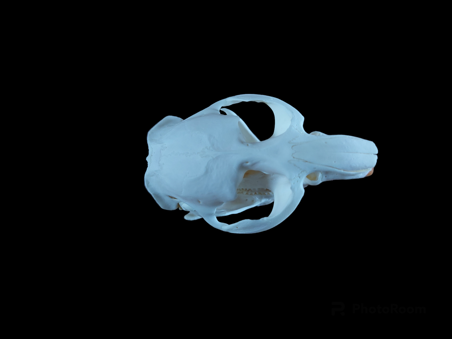 Musk rat skull #2