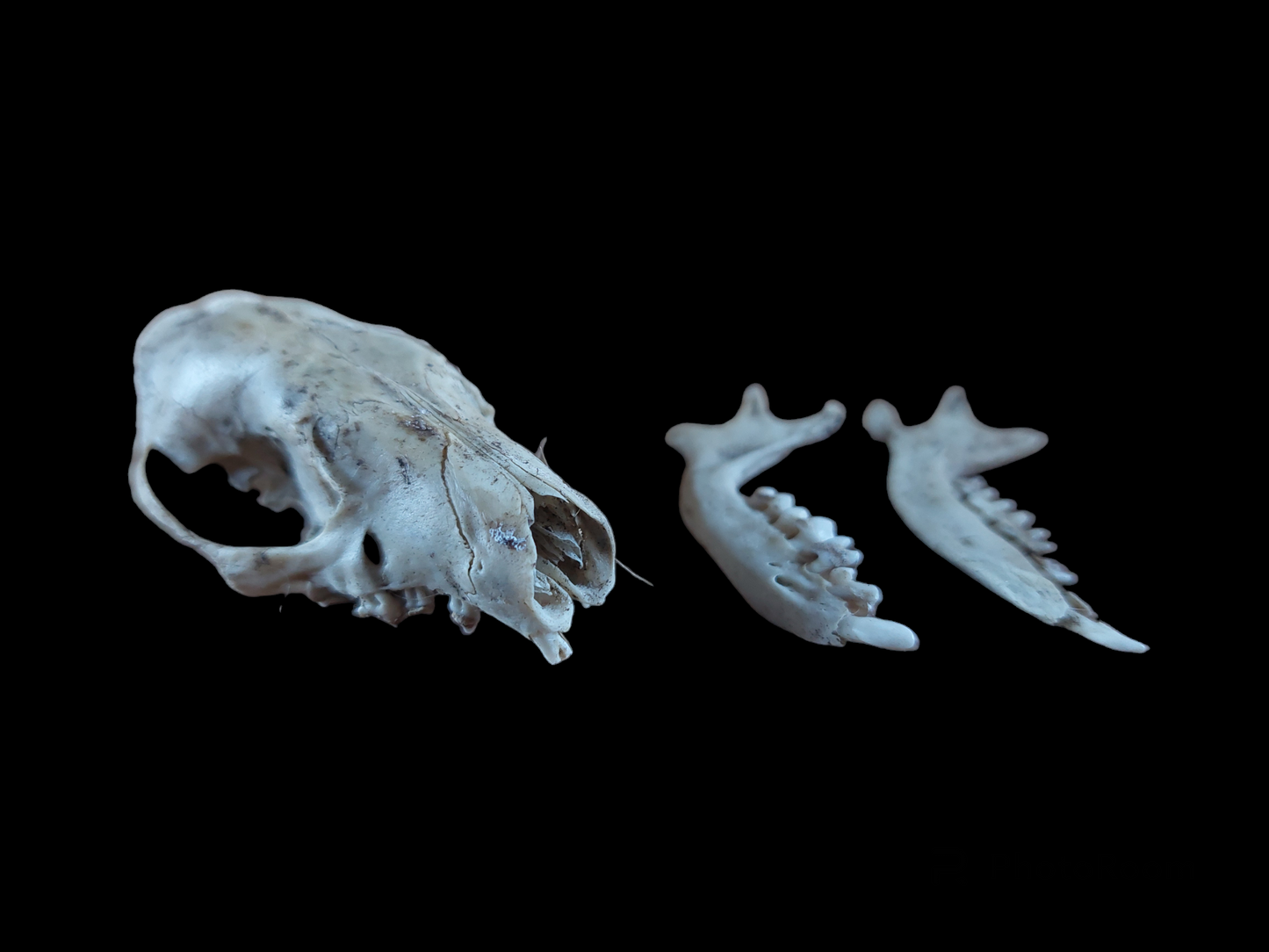 Hedgehog skull, B-quality