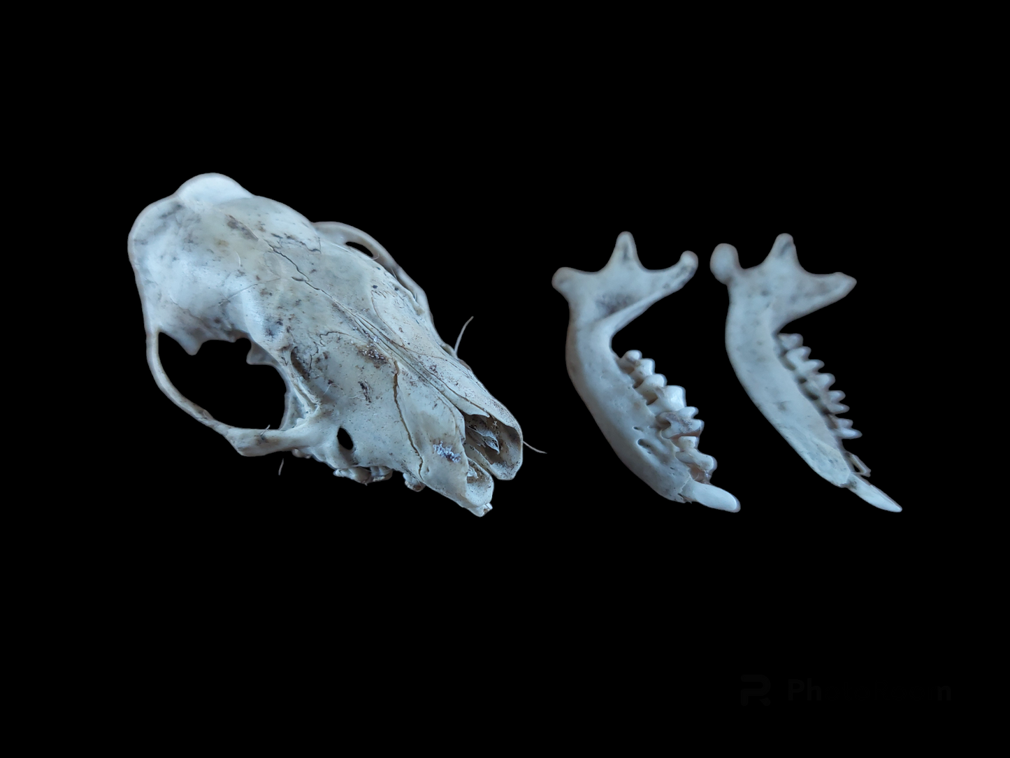 Hedgehog skull, B-quality