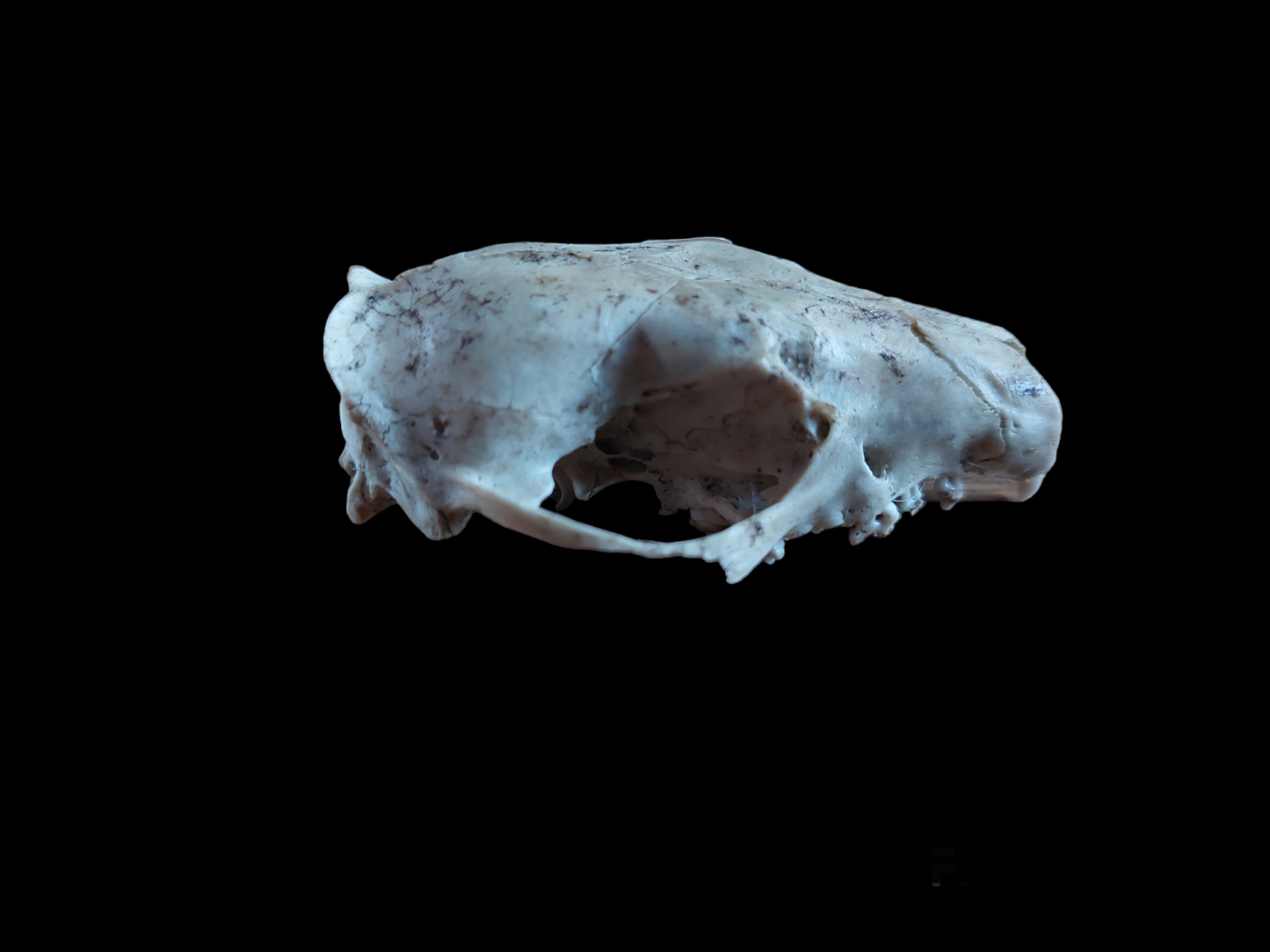 Hedgehog skull, B-quality