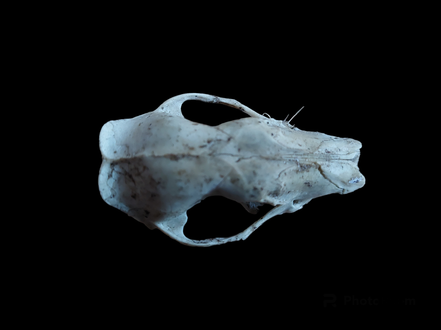 Hedgehog skull, B-quality