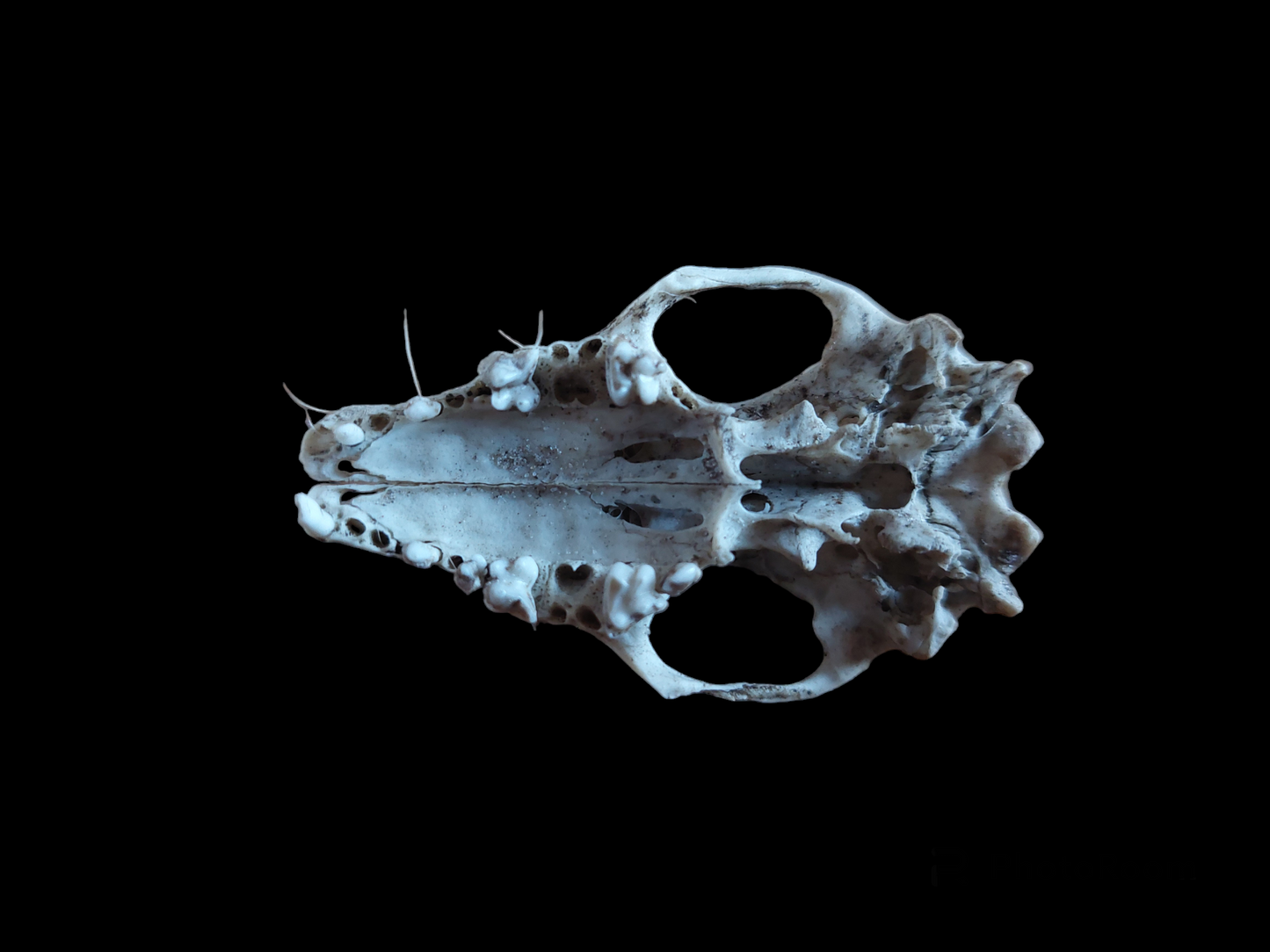 Hedgehog skull, B-quality