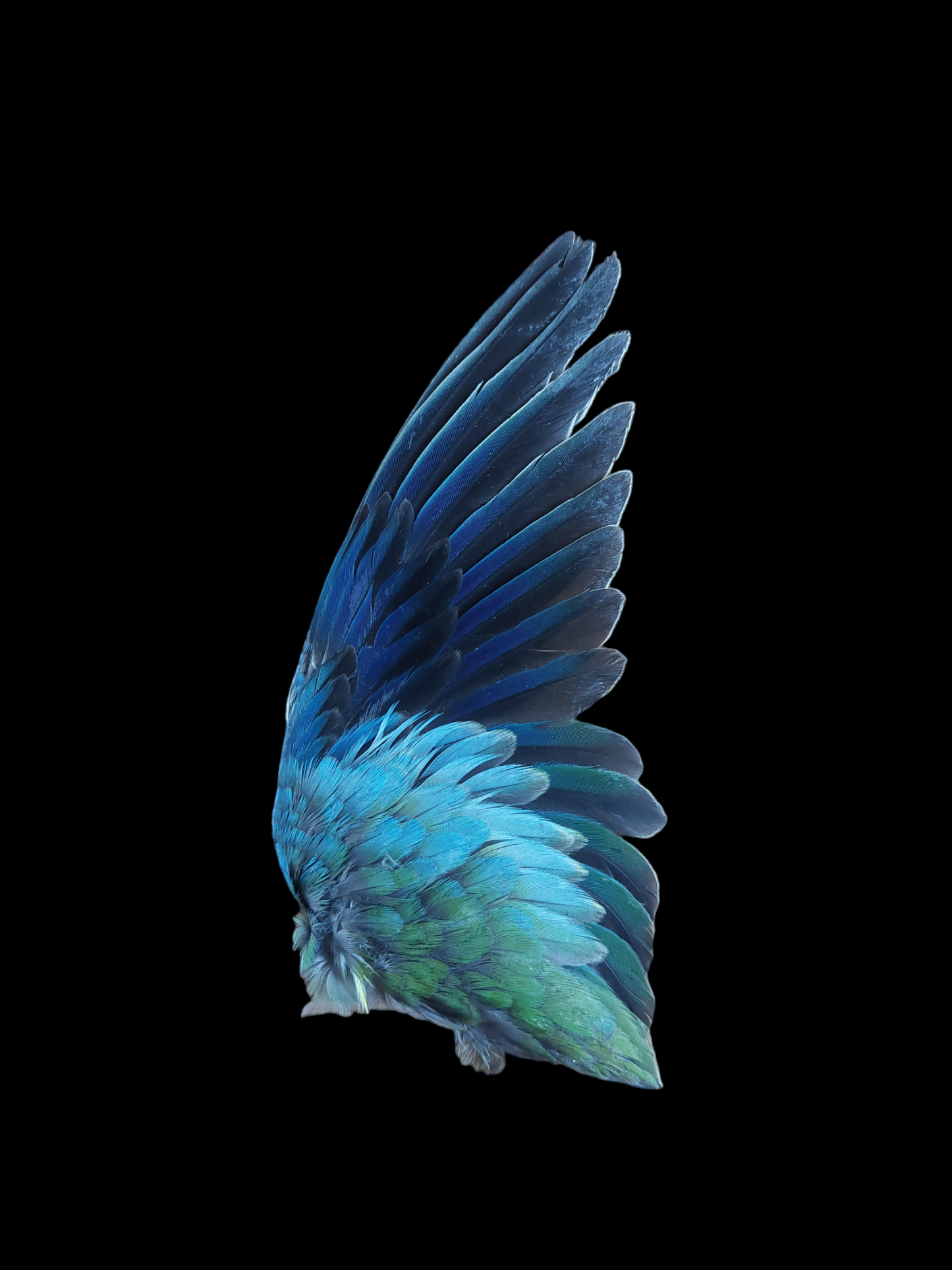 Parakeet single wings