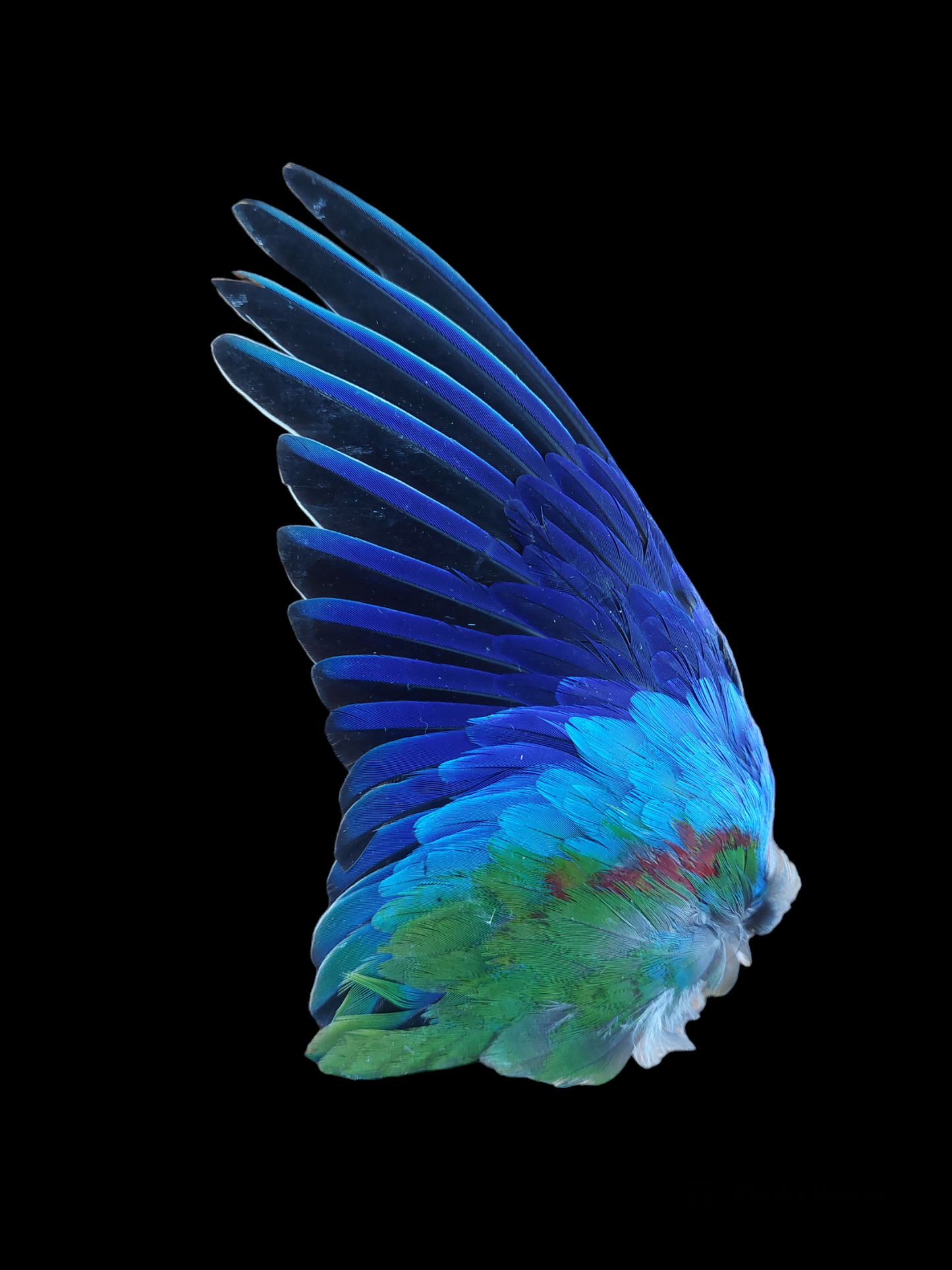 Parakeet single wings