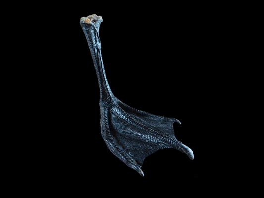 Barnacle goose lower leg #1