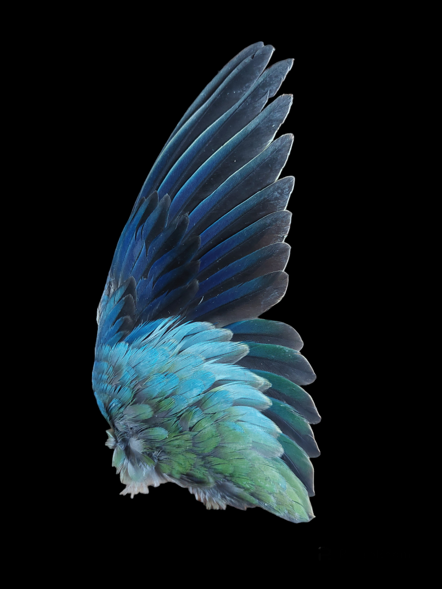 Parakeet single wings