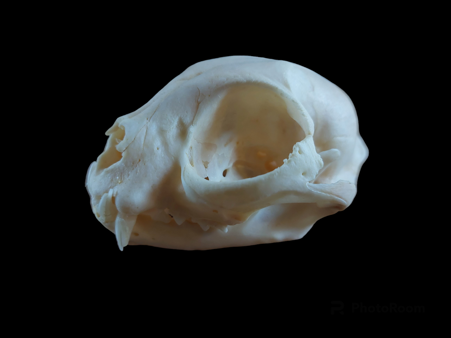 Cat skull #2