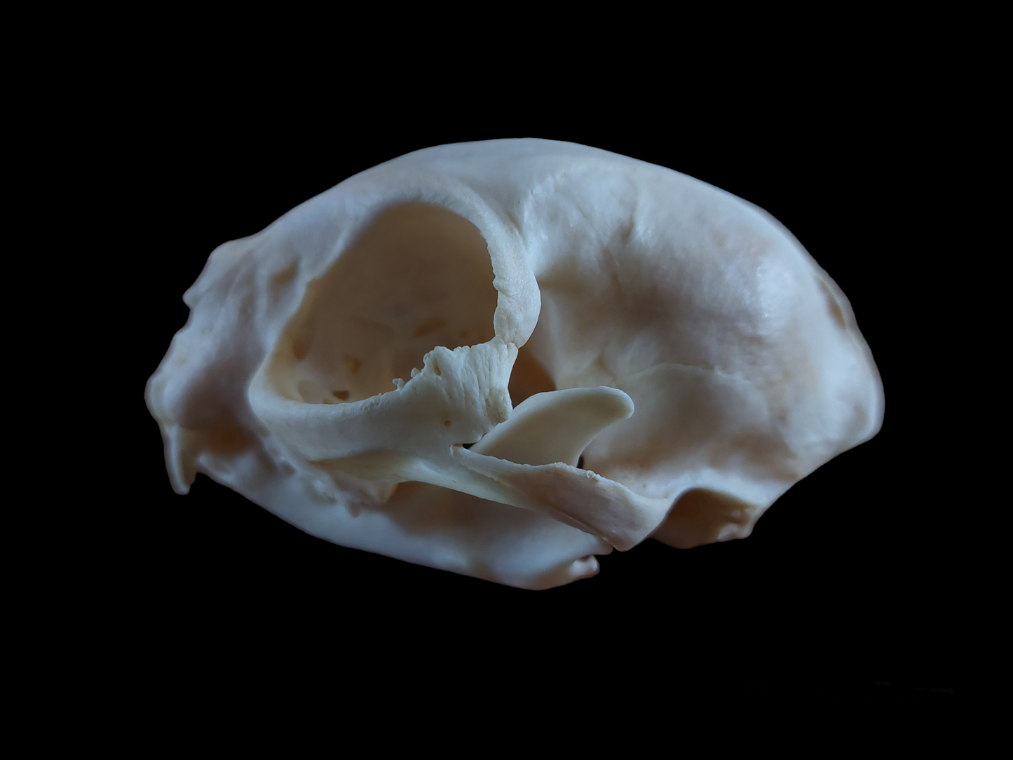 Cat skull #2