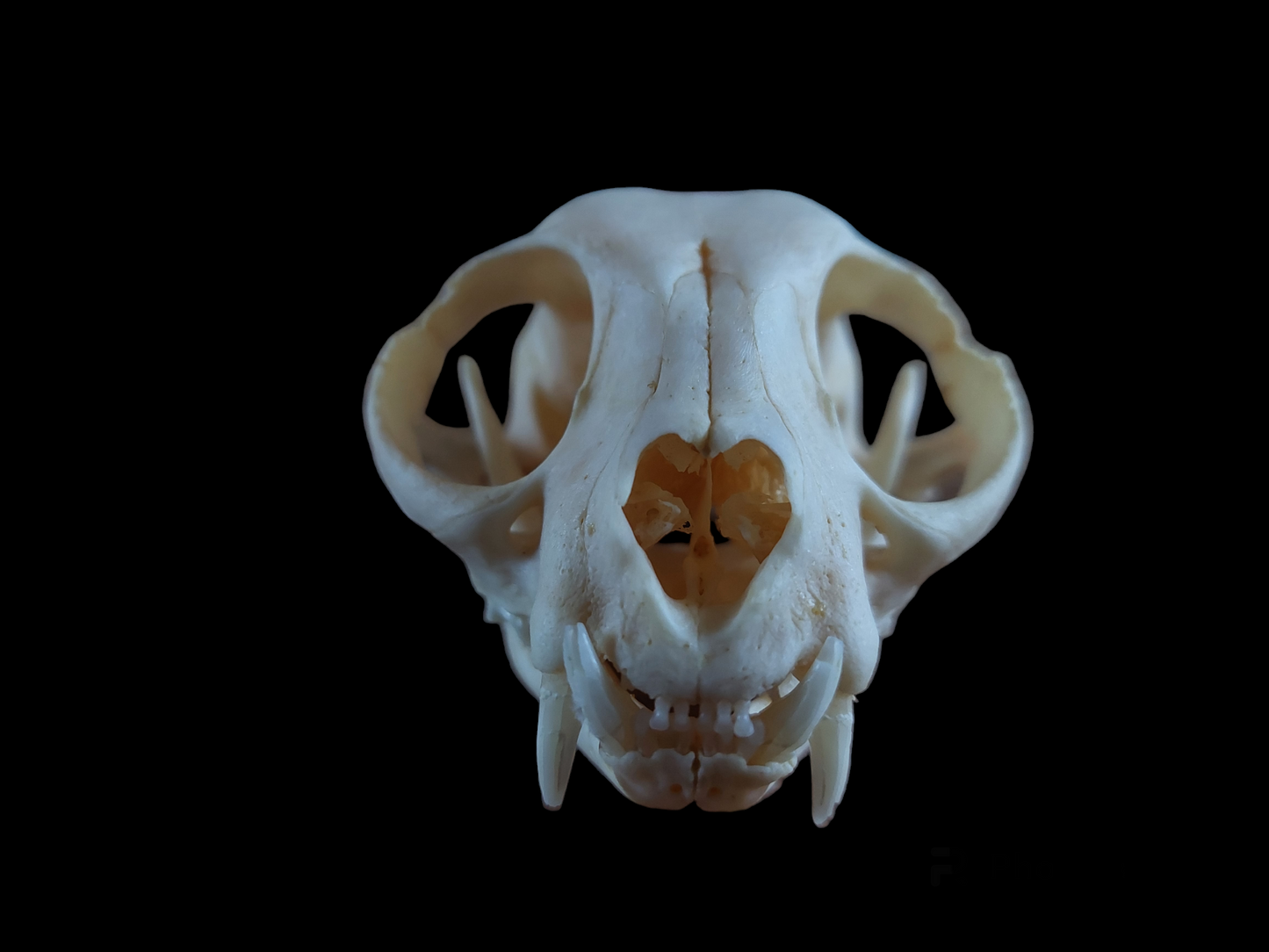 Cat skull #2