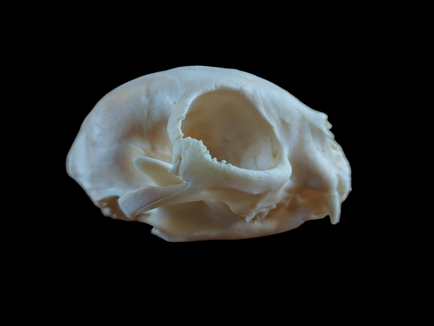 Cat skull #2