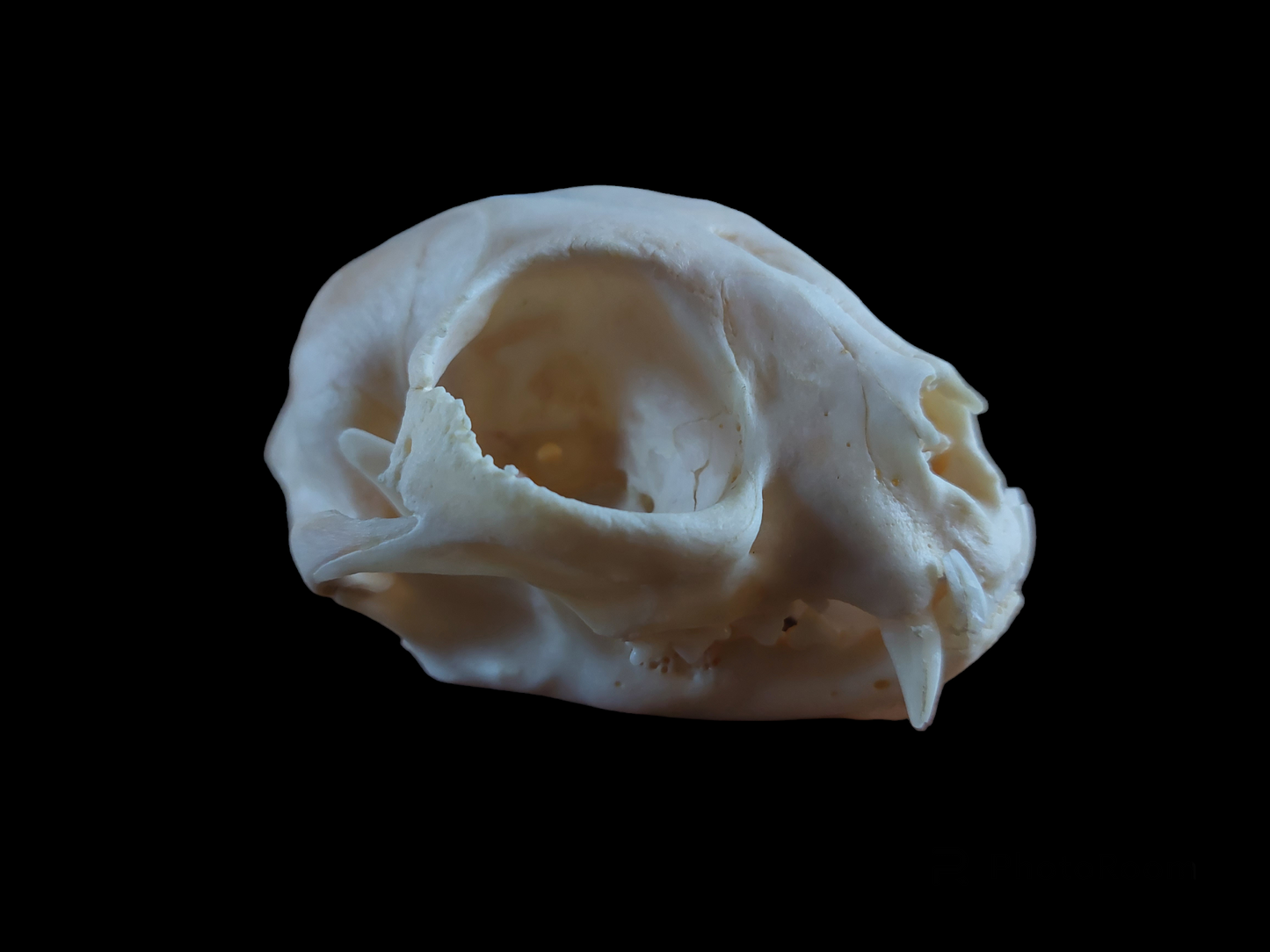 Cat skull #2