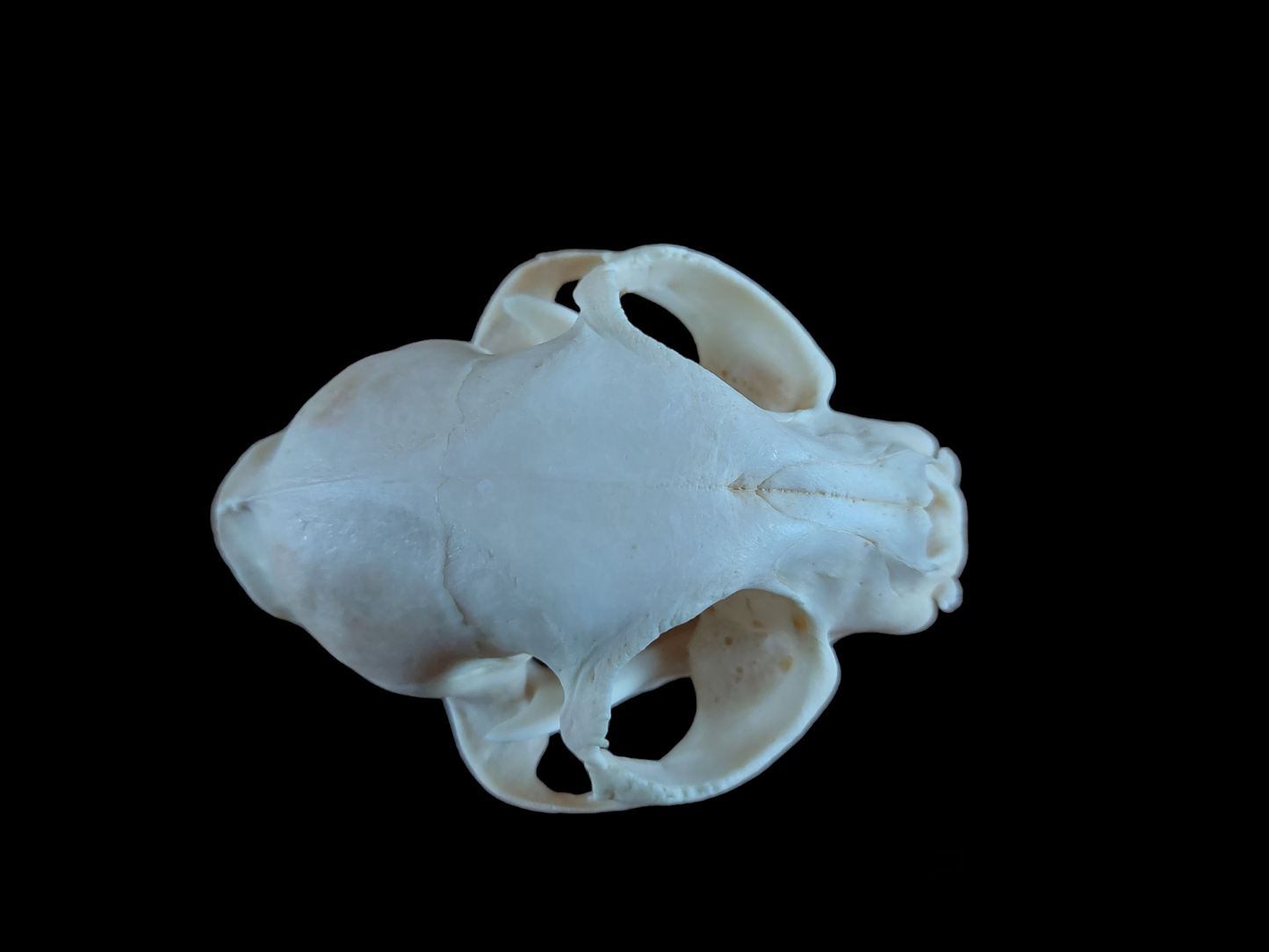 Cat skull #2