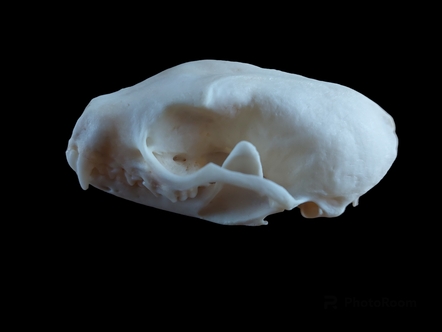 Stone marten skull