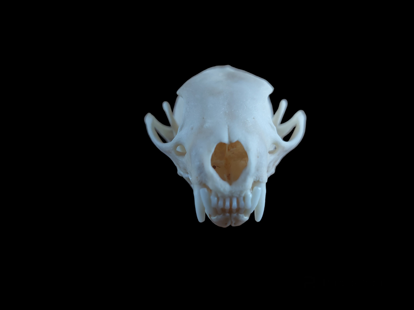 Stone marten skull