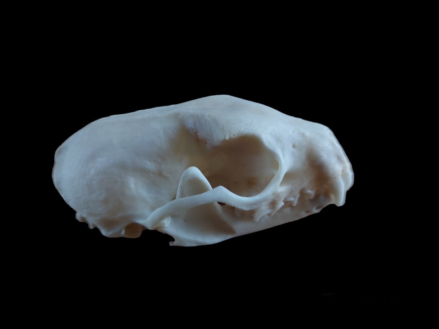 Stone marten skull